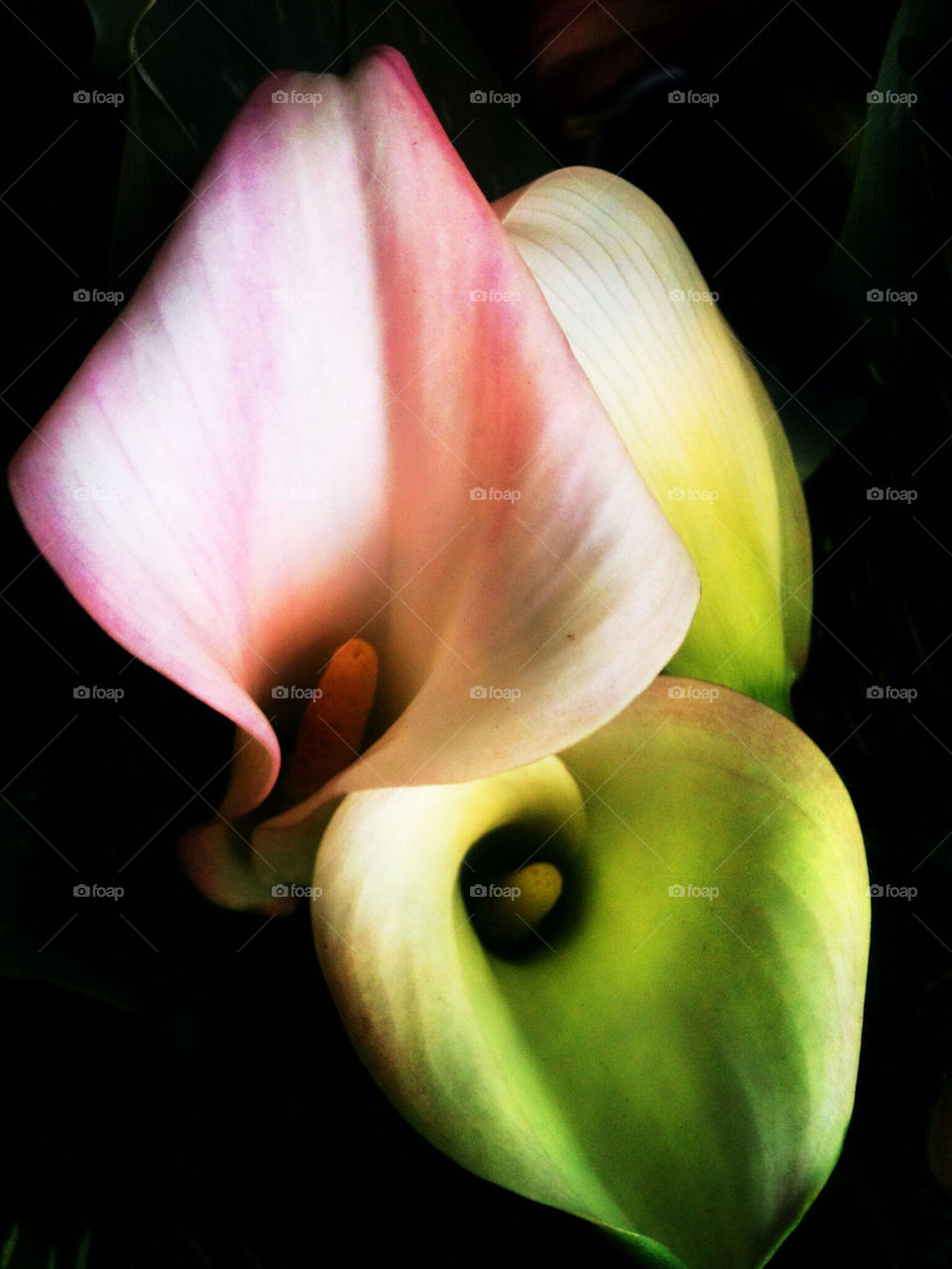 Calla Lily