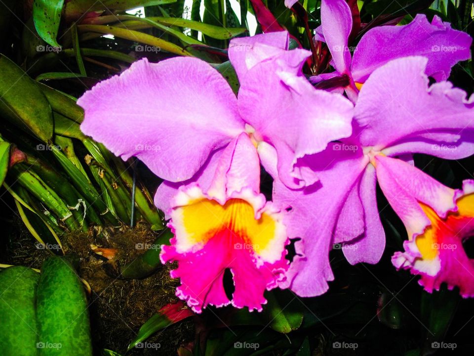 Purple orchids