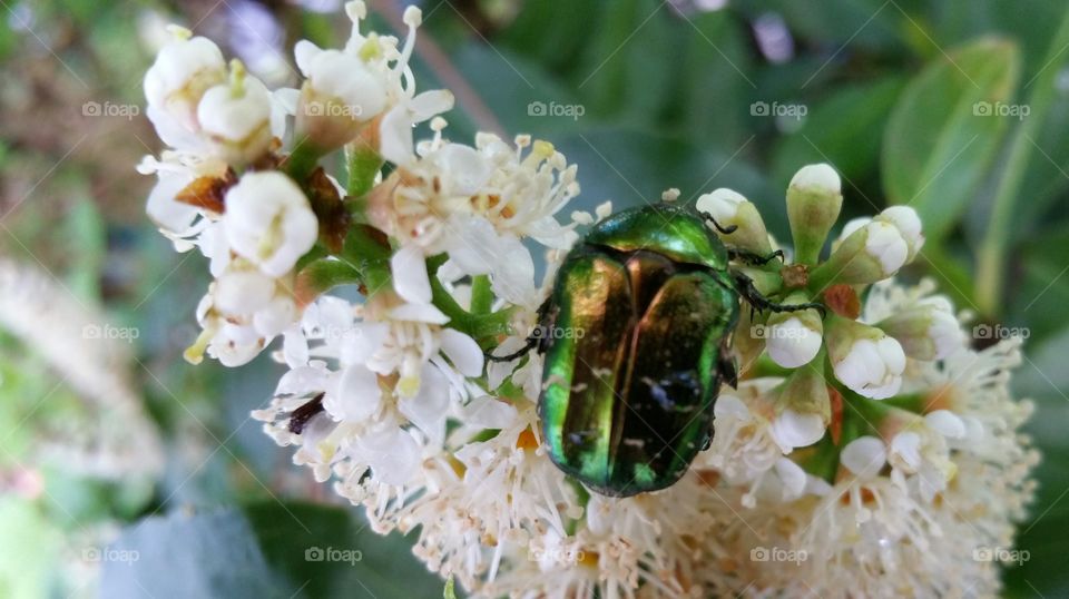 Green beetle on white flower