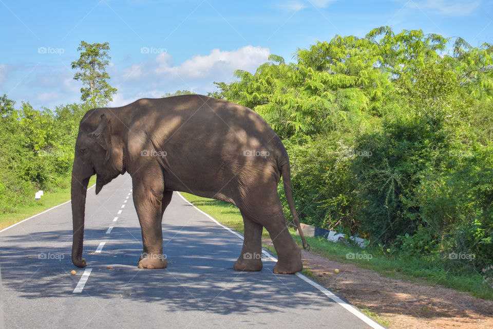 Elephant road block