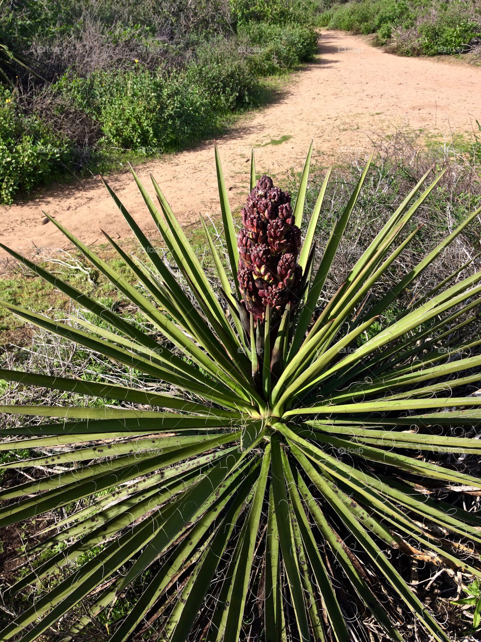Yucca bloom