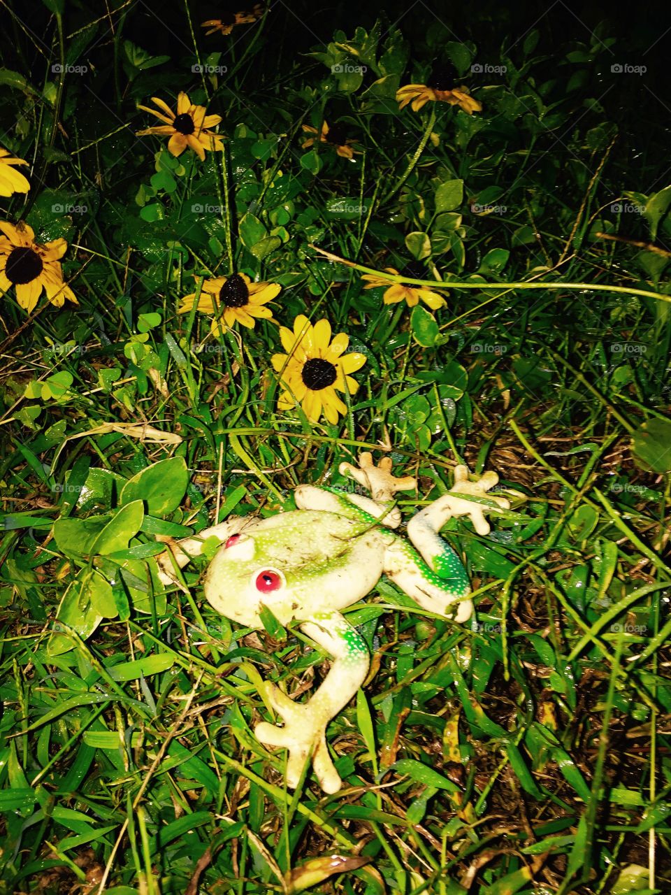 Yellow brown eyed Susan's and a toy froggie showing off in the grass.
