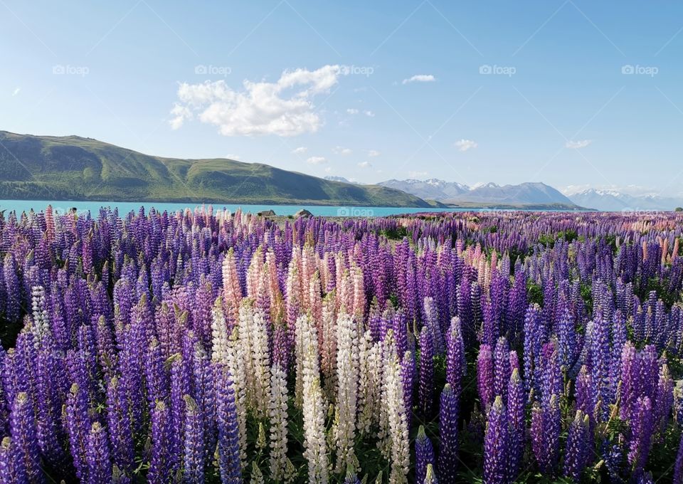 Lupins by the lake