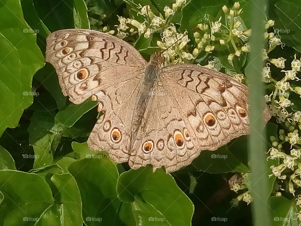butterfly 2018-01-22 009 
#আমার_চোখে #আমার_গ্রাম #nature #butterfly #animalia #arthropoda #insecta #lepidoptera