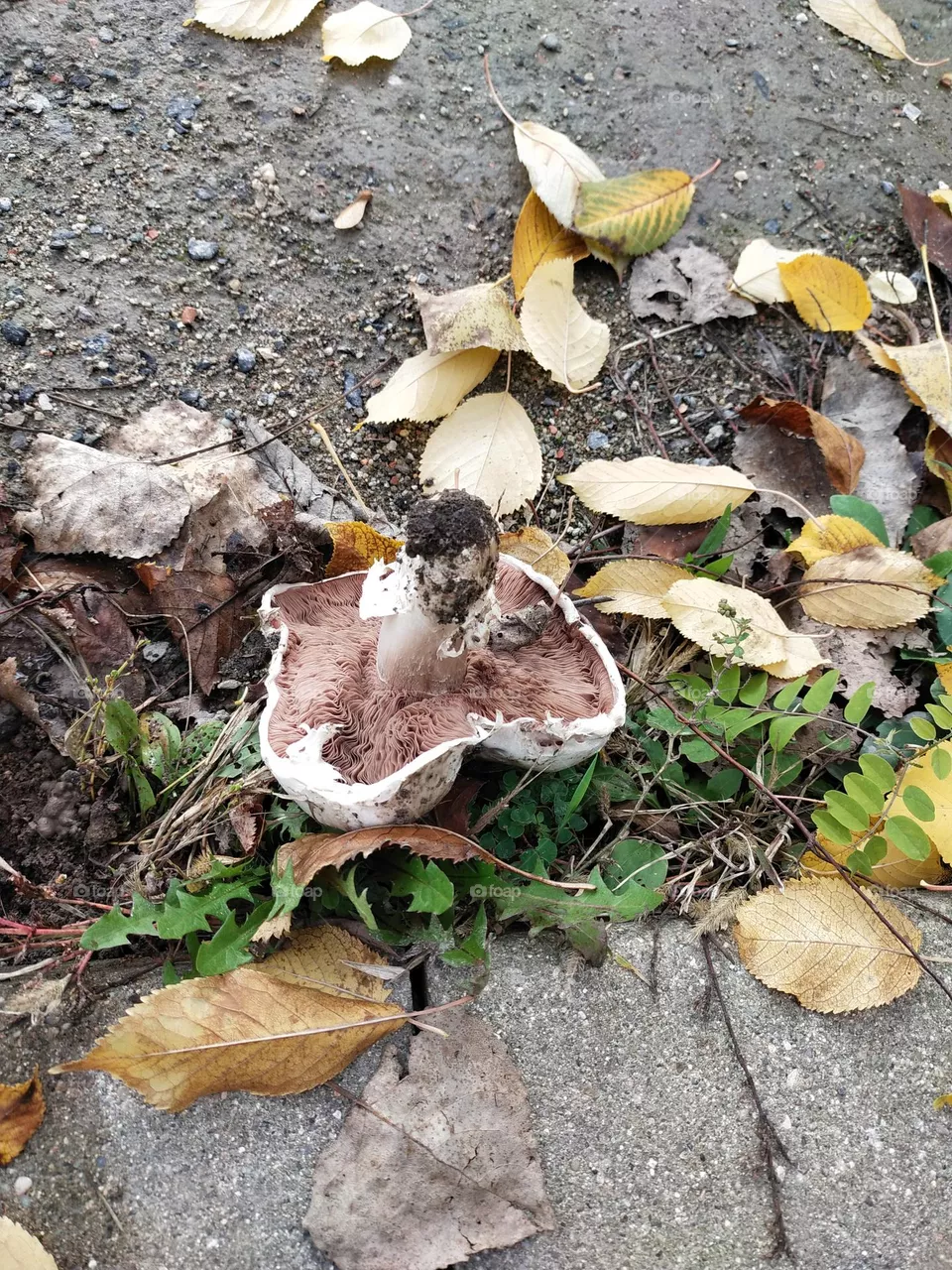 Mushroom
