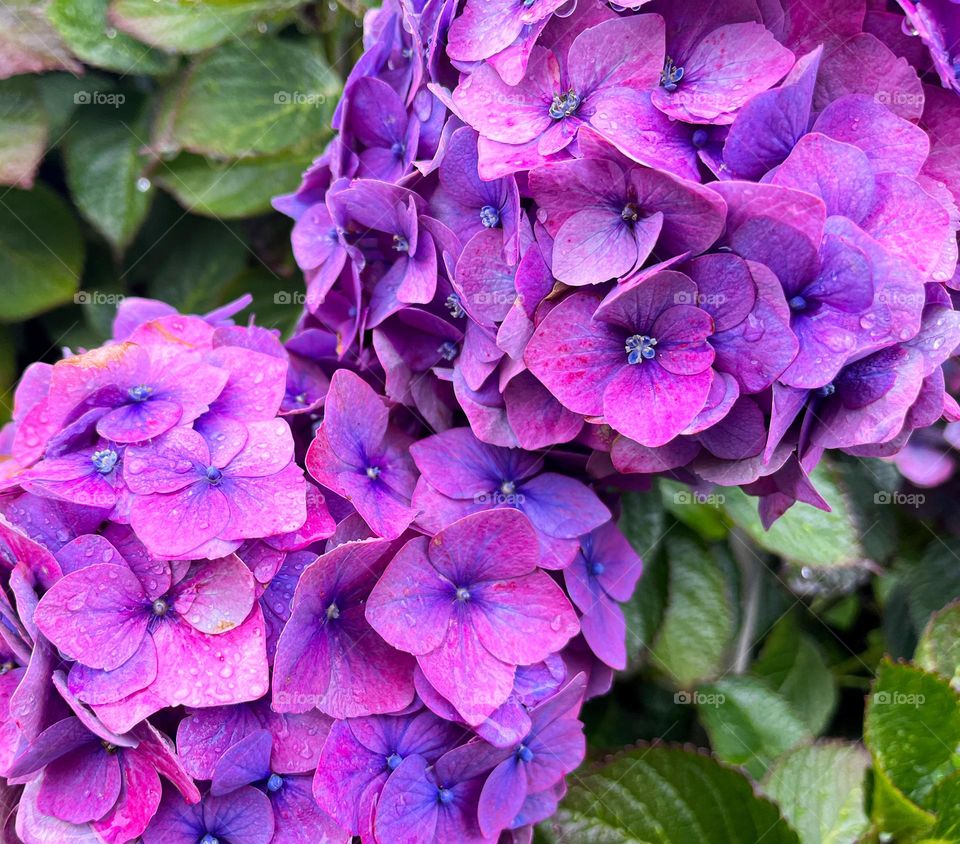 Hortensias