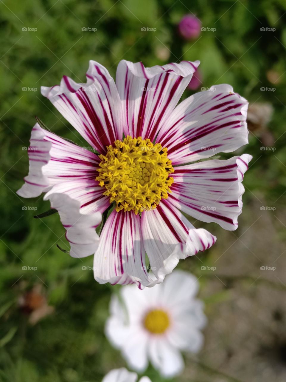 Mexican aster