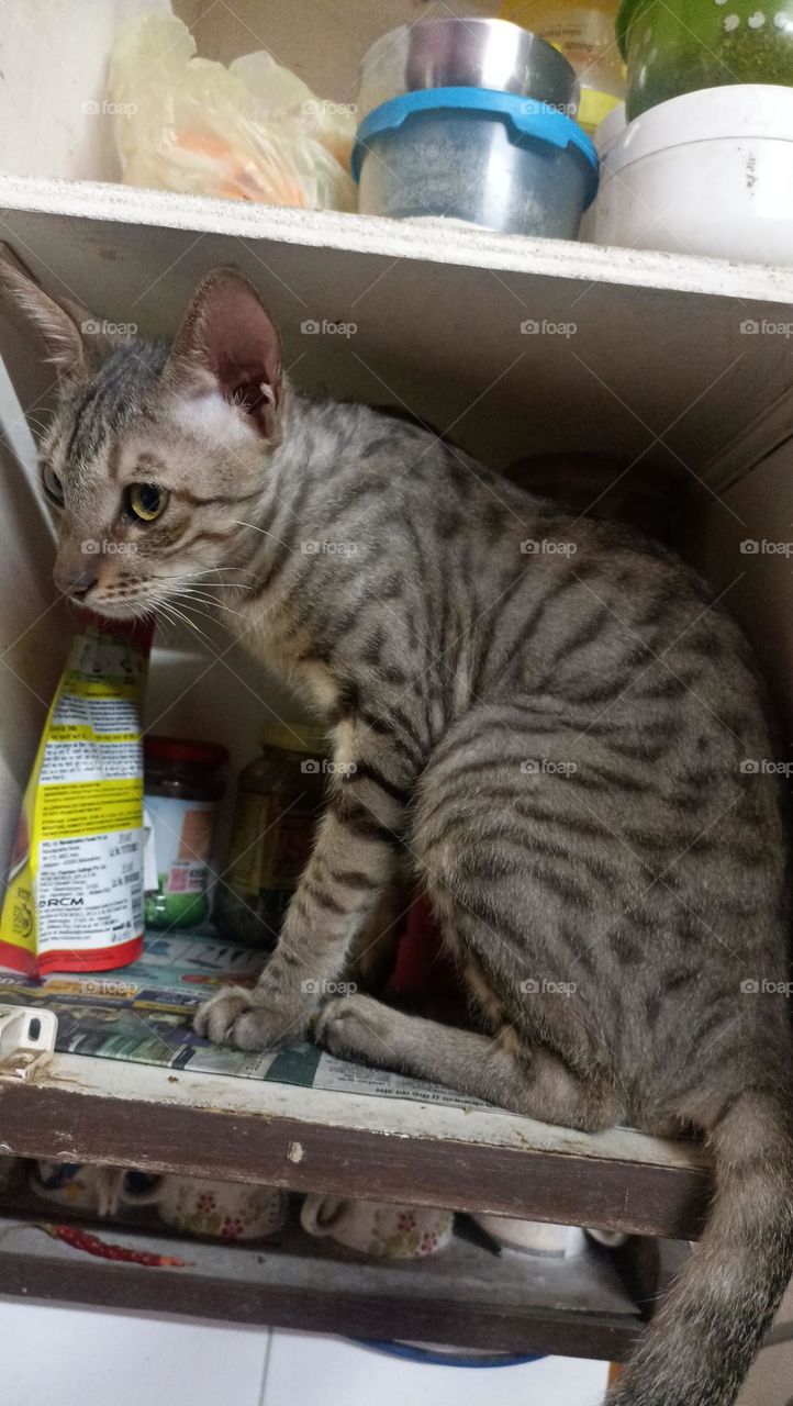 I am hidden find  me out