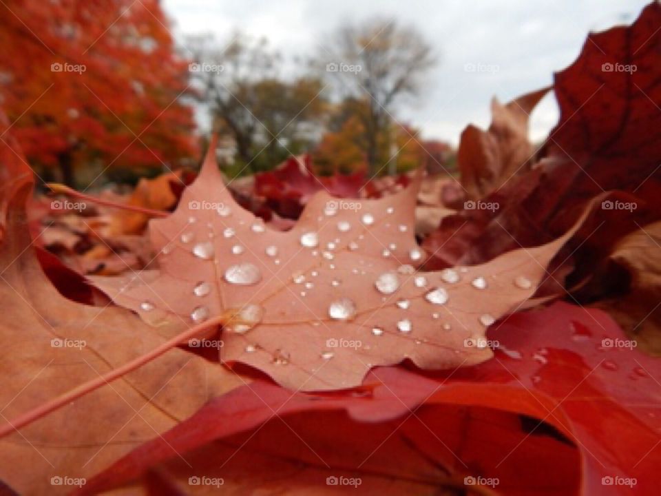 Rain drop leaf