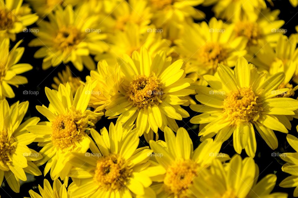 Chrysanthemum on an October afternoon