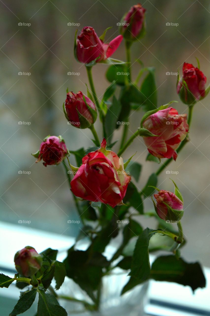 Flower, Nature, No Person, Leaf, Rose