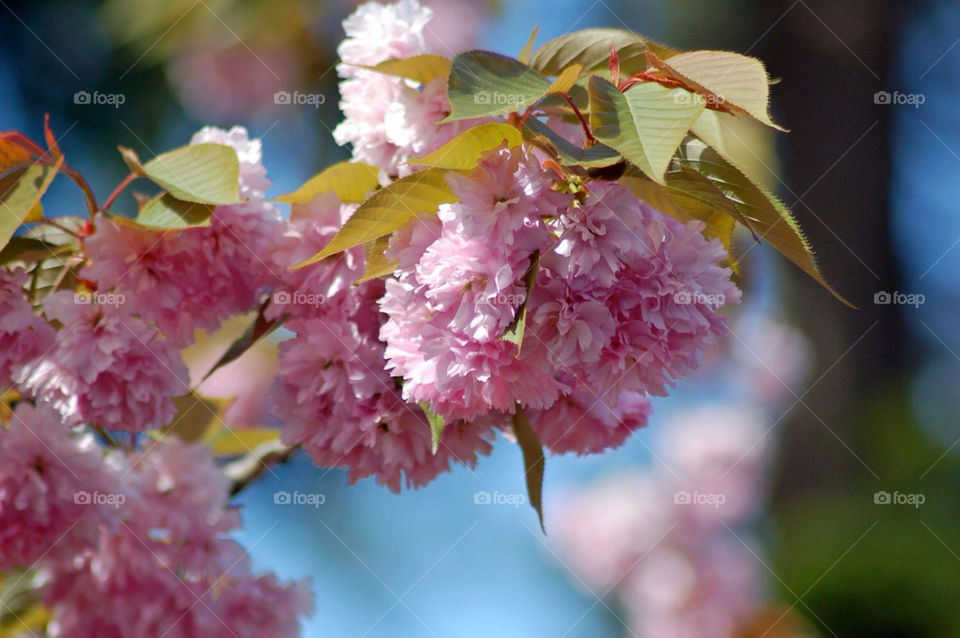 flowers pink tree floral by mmcook