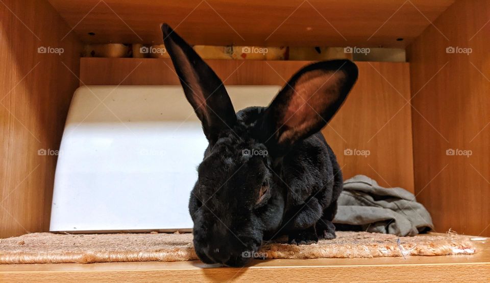 Rex domestic rabbit