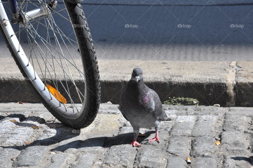 pigeon