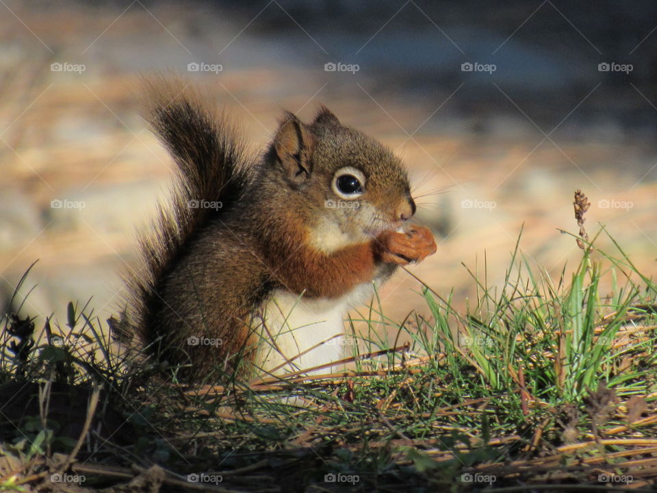 Juvenile squirrel 