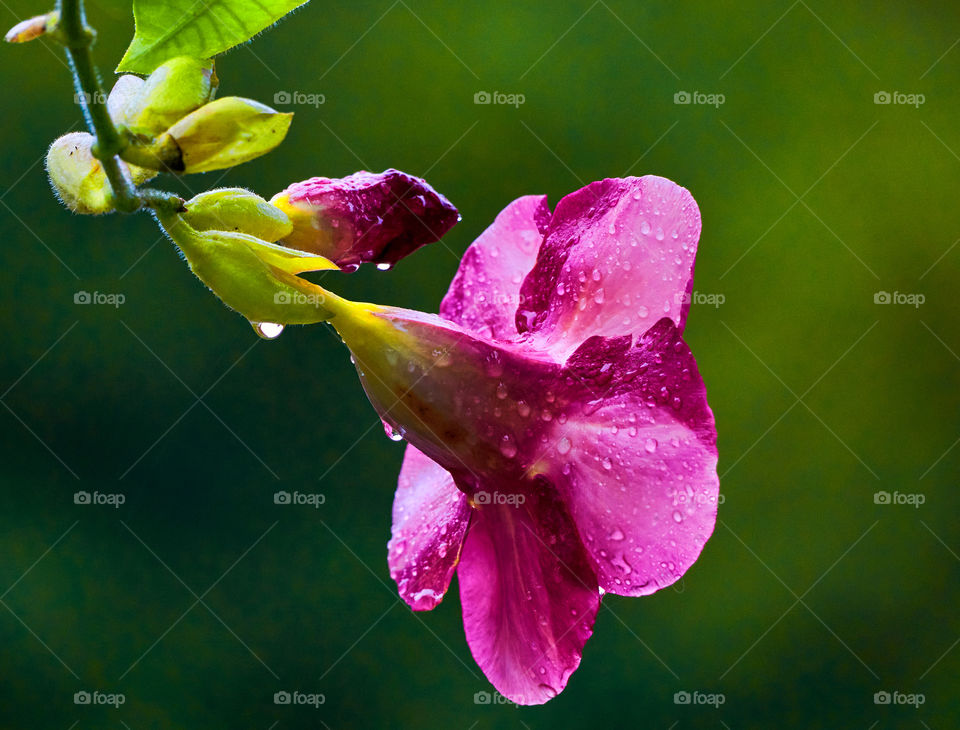 Floral photography  - allamanda