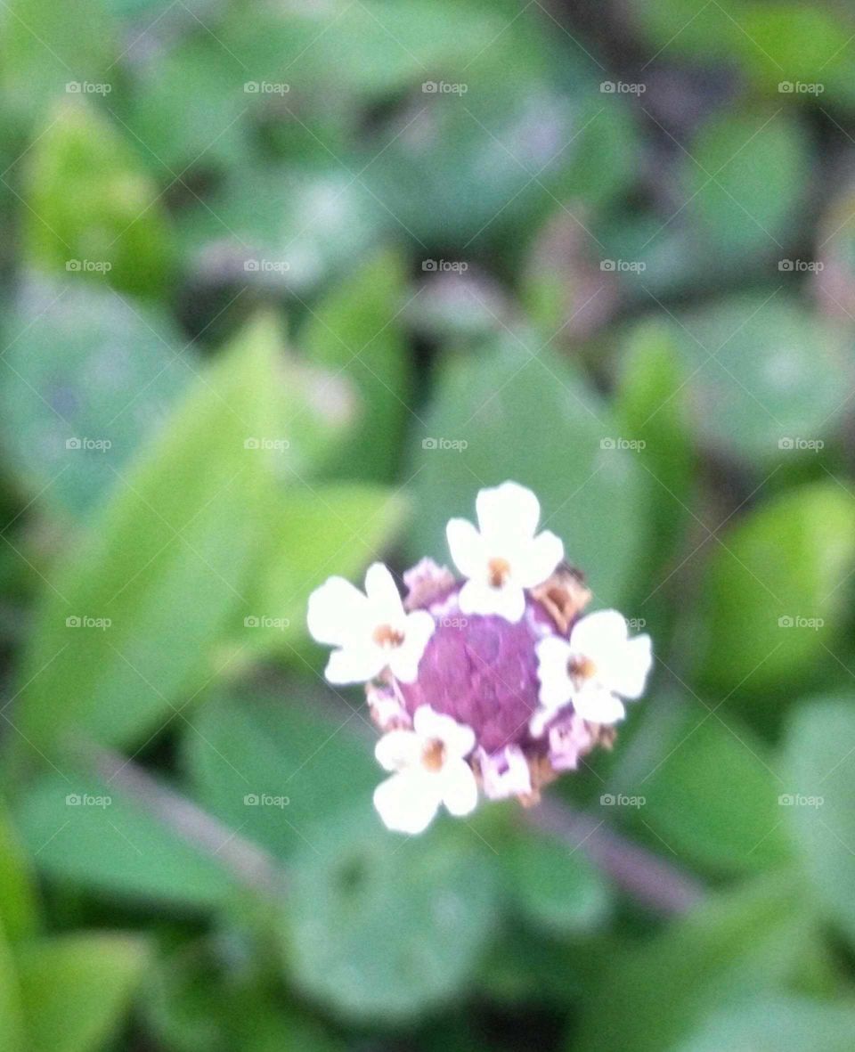 tiny flowers