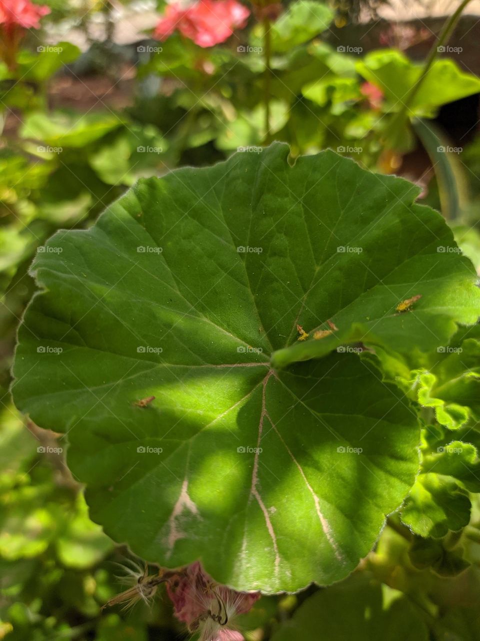 A green leaf