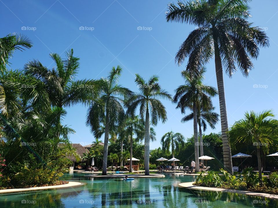 Spa Pool Palm Trees in Mexico