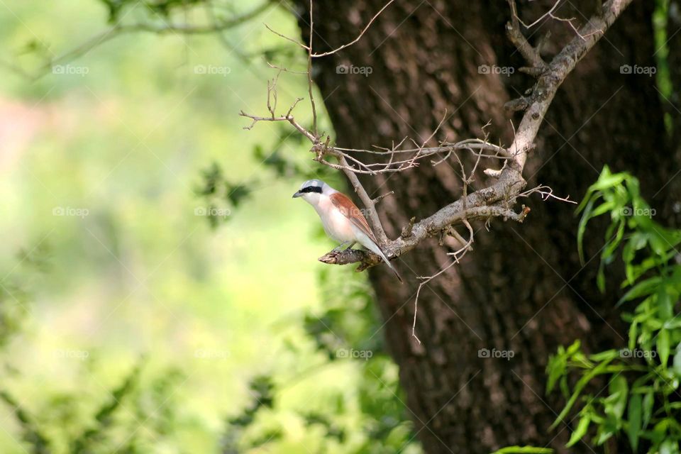 Beautiful Red backed shrike bird spotted in Pilanesberg National Park in South Africa