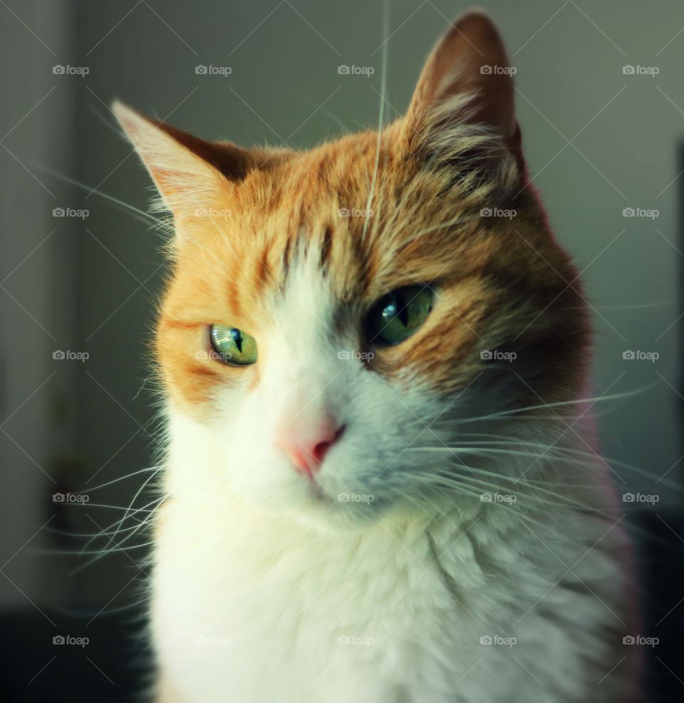 Maximus Posing for the camera