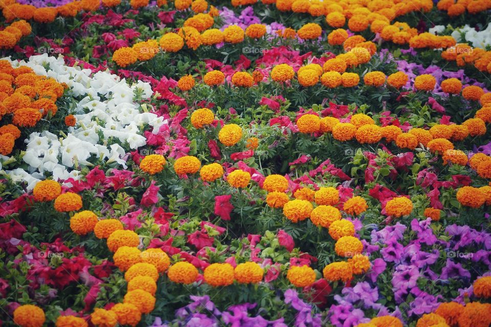 urban flower bed decorations with marigold flowers