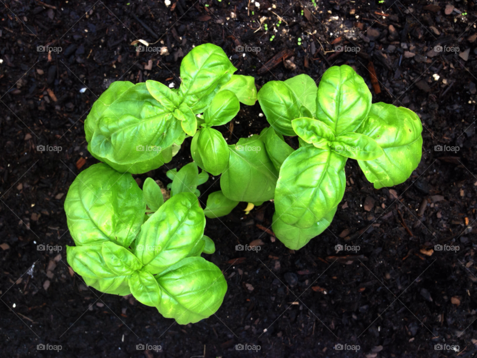 green outdoor food leaf by jmsilva59