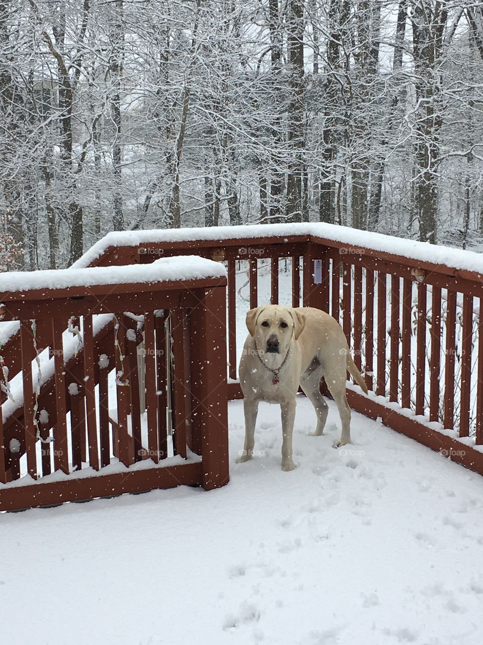 Labrador retriever enjoying snowfall.
