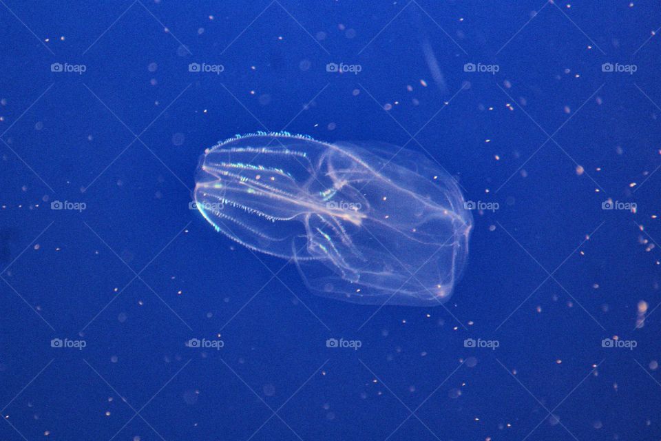 abysmal jellyfish