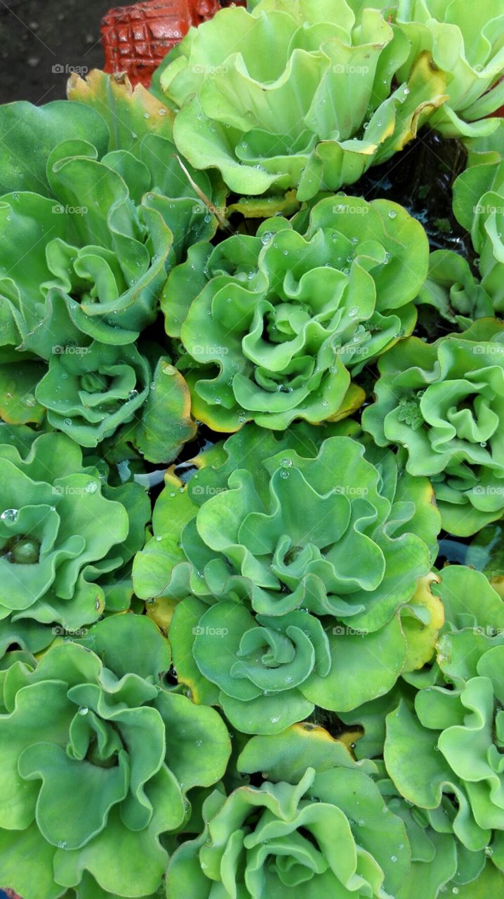 Green floating blossoms