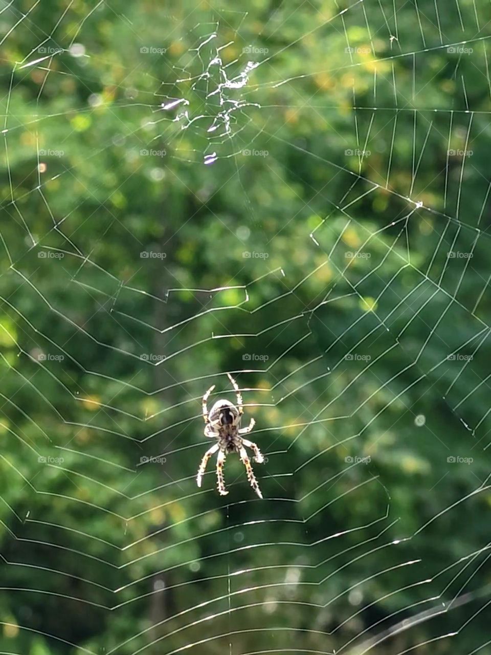 Eine fleißige Spinne und Spinnennetz