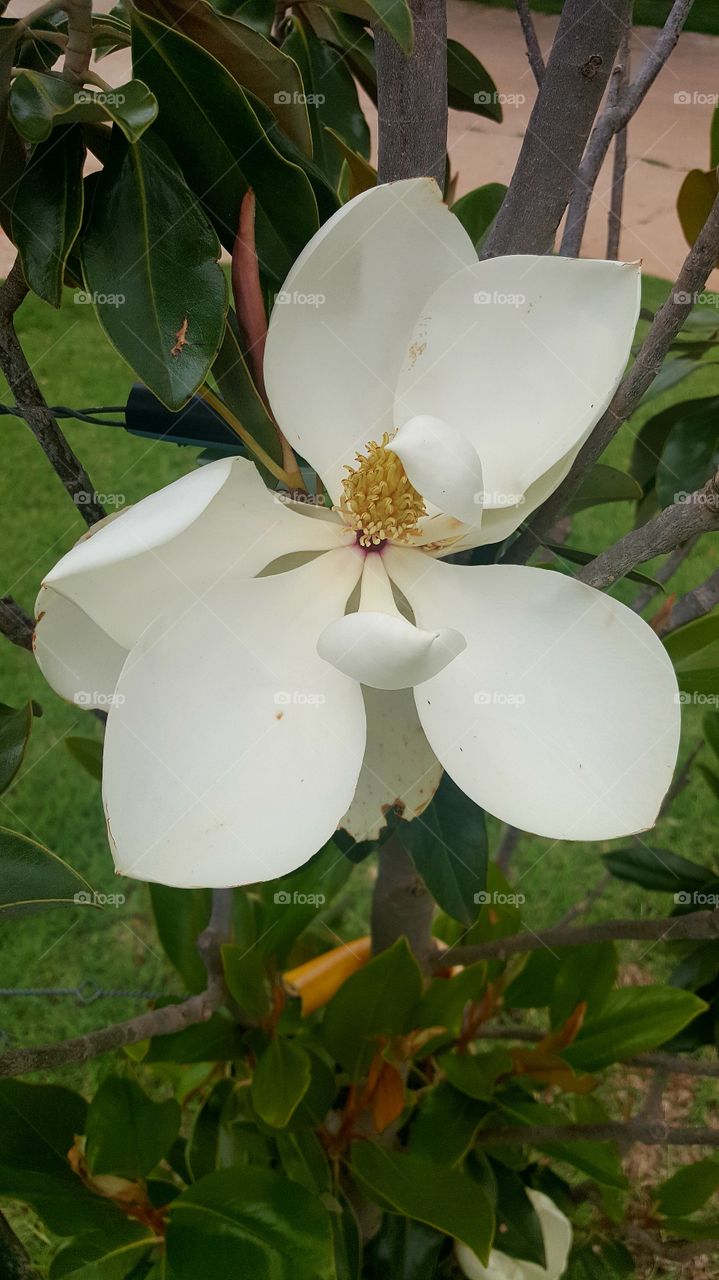 magnolia tree in bloom