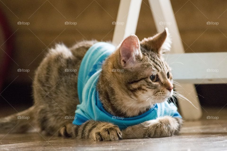 Baxter the American Curl