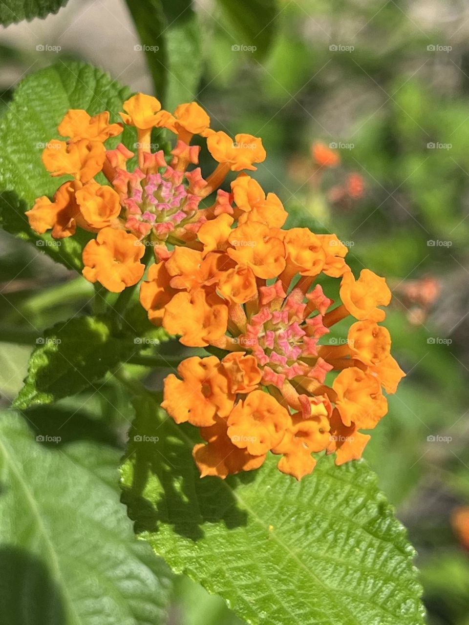  Nature around us , my garden @ upcountry. 