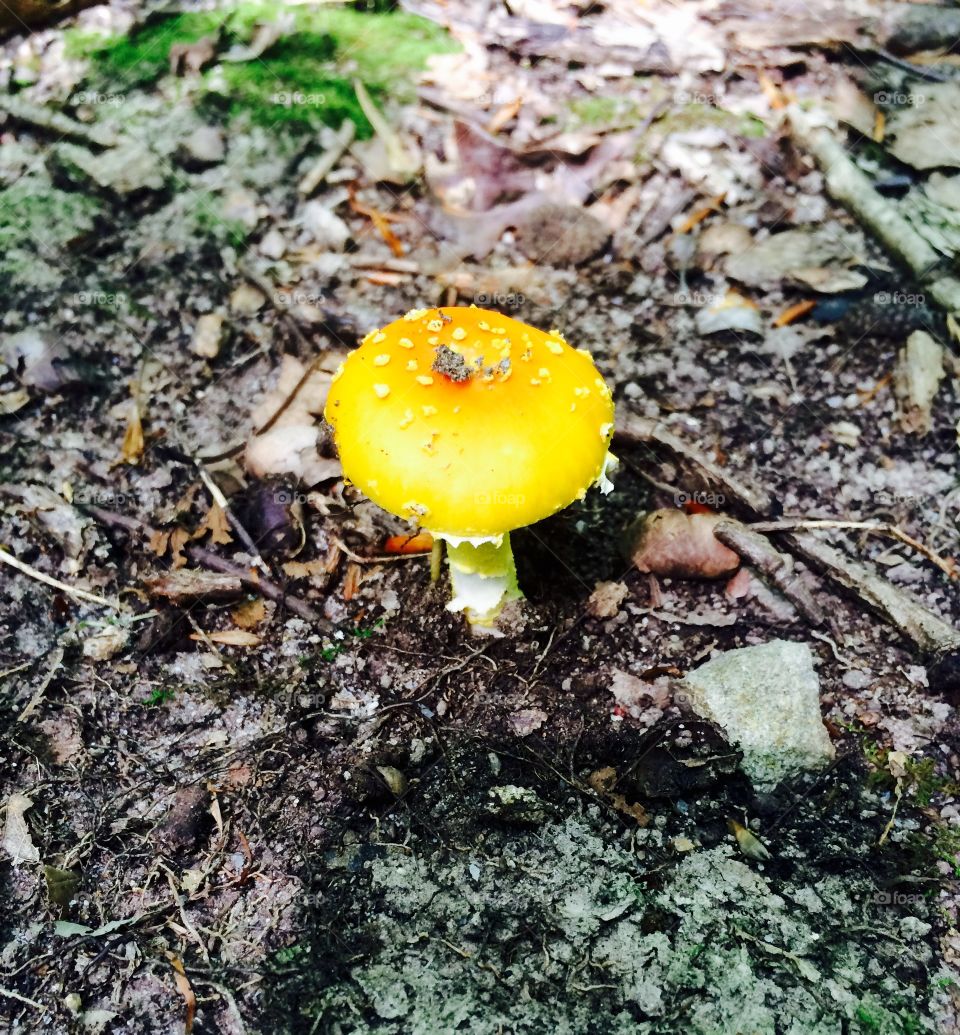 Yellow tiny mushroom