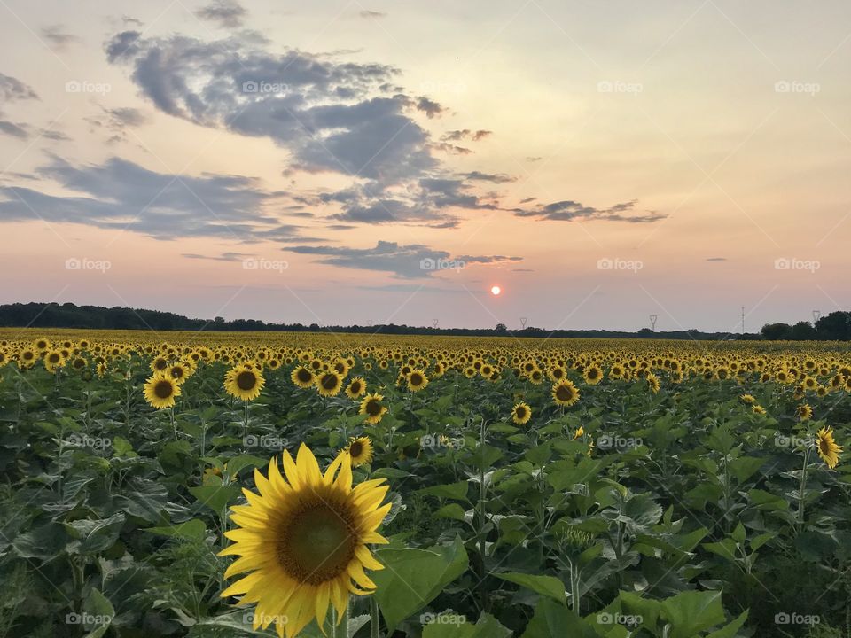 Sunflower field at sunset in the summer Ontario 