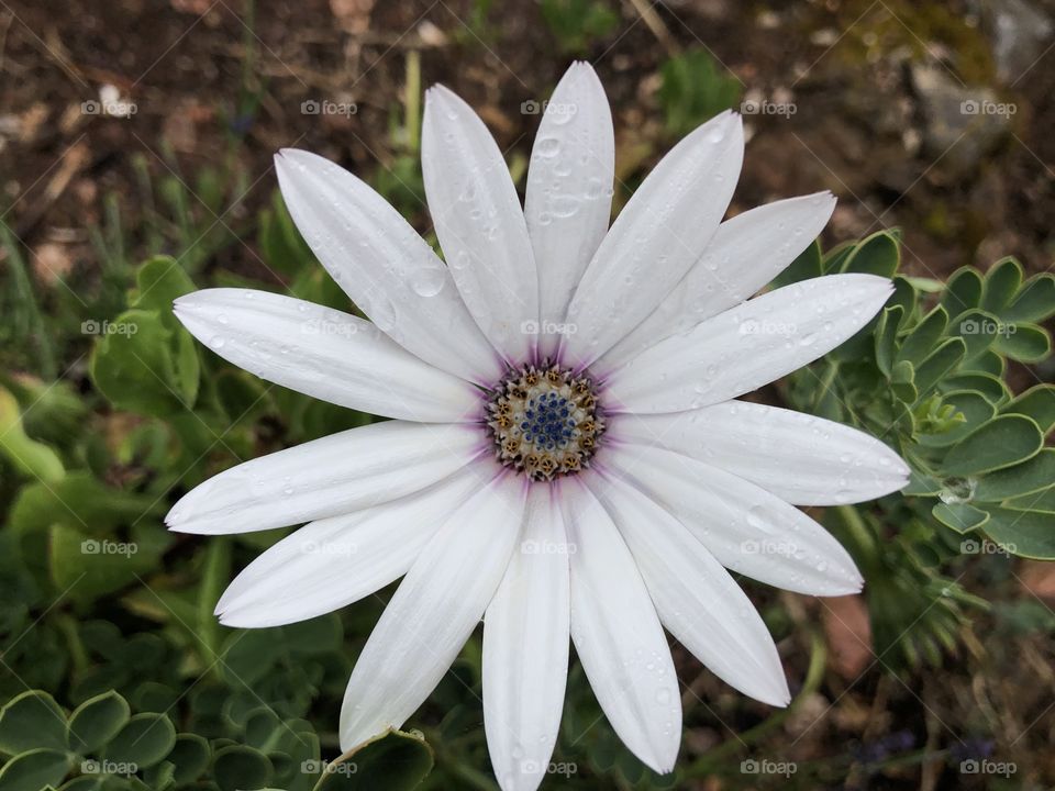 Flowers found on the coastal road gardens of Torquay,  Devon