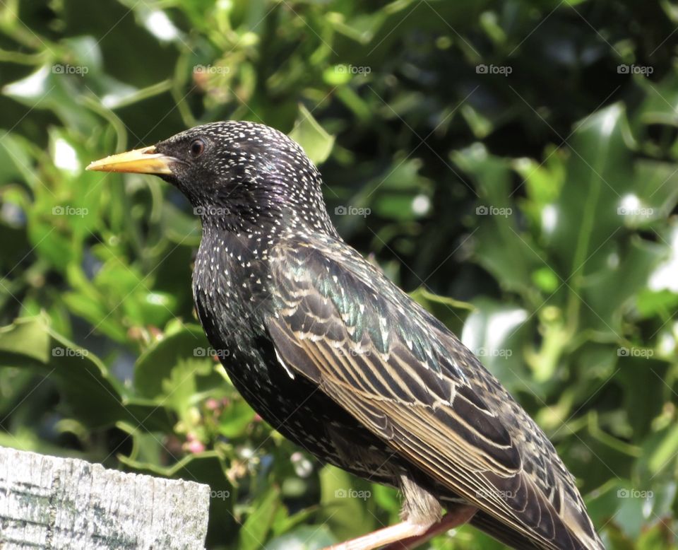 Starling