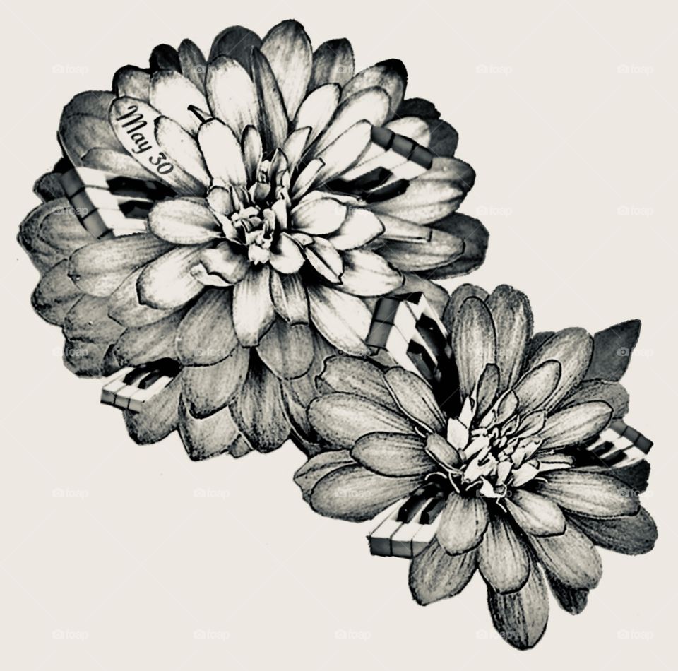Tattoo zinnias with piano key petals