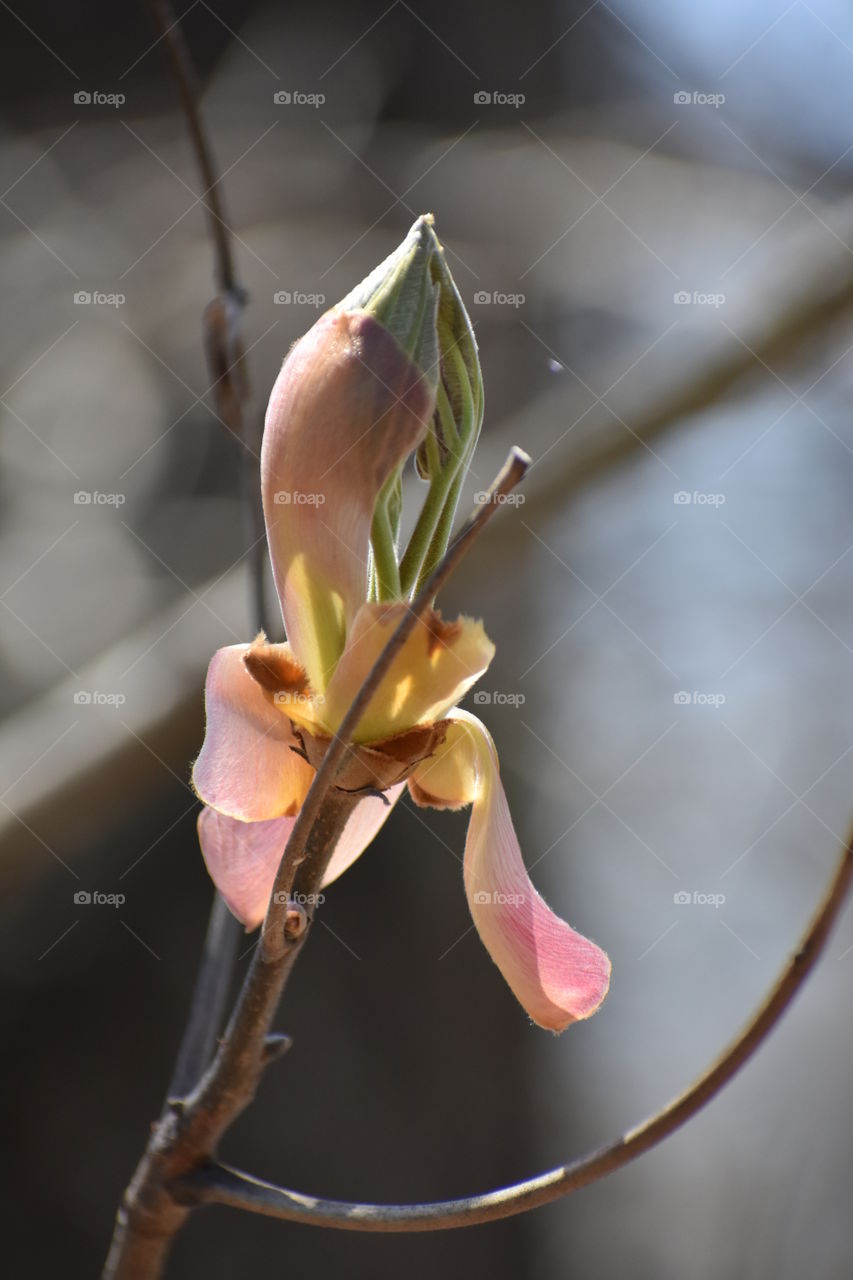 Budding tree leaves