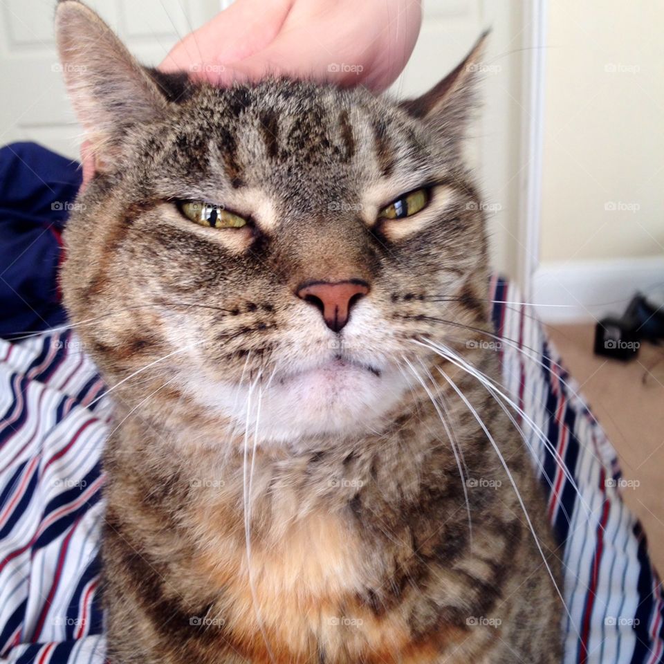 burbuja toda una gata salvaje