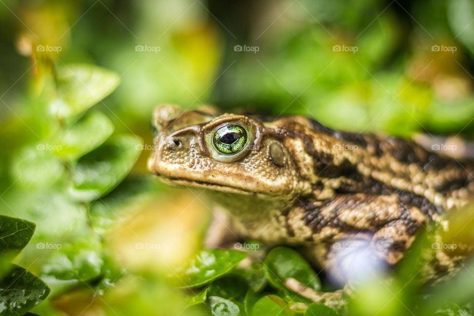 frog with bright eyes in nature environment