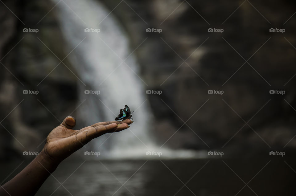 butterfly enjoying waterfall