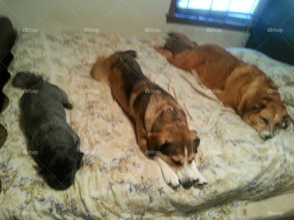 three dog night