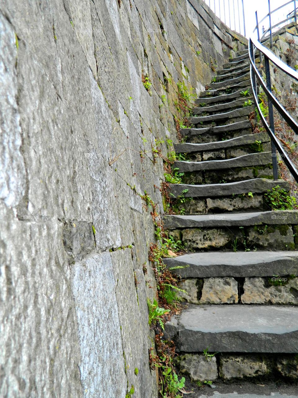 Stairs to heaven - From the ground up - What the world looks like from a “frogs perspective” 