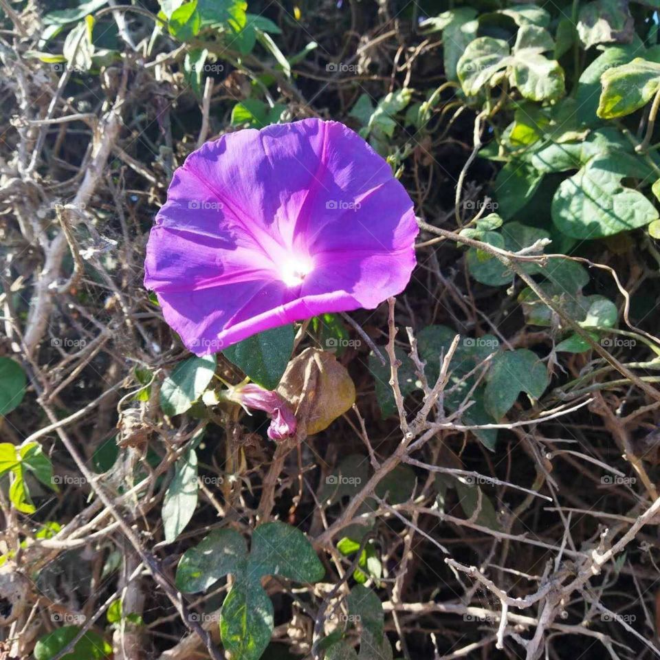 Beautiful violet flower.