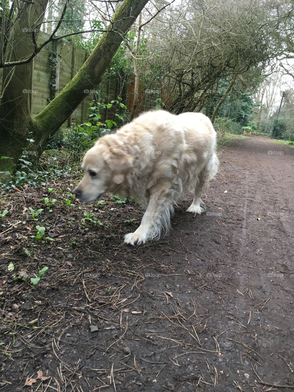 Mammal, Nature, No Person, Dog, Outdoors