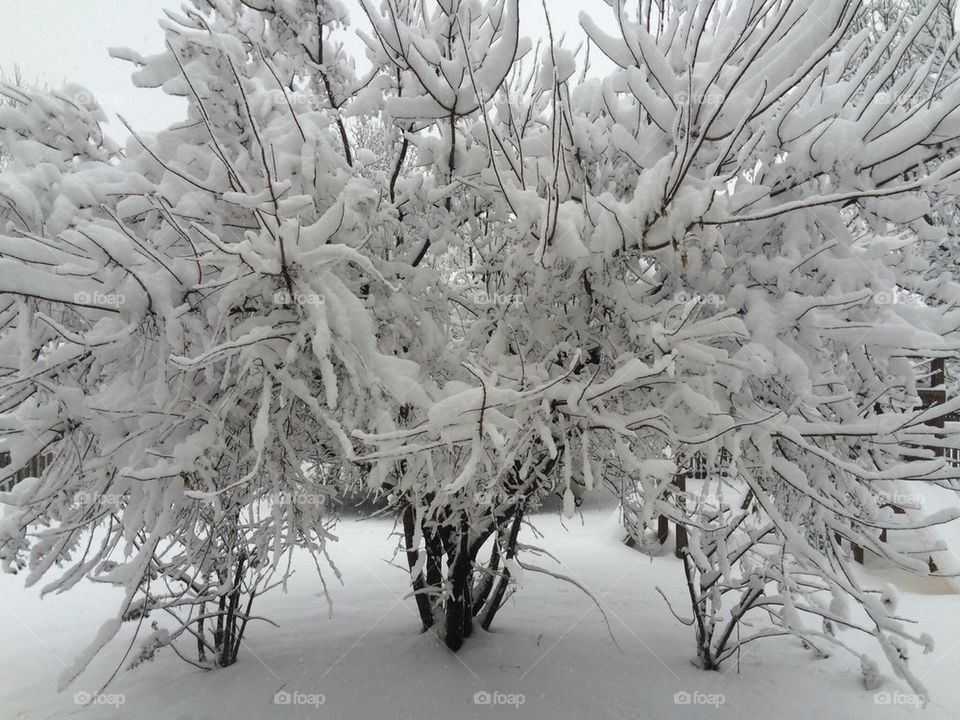 Frozen trees in winter