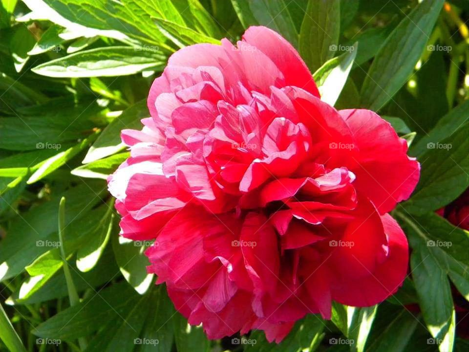 Red peony