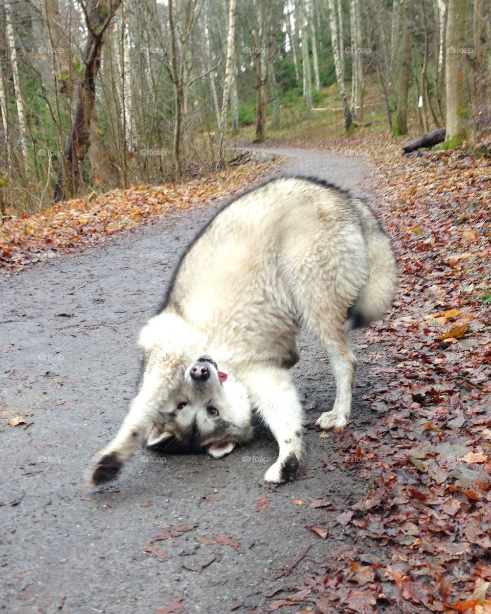 Alaskan Malamute Dog trying to make a trick bowing and begging for a treat, looking very funny and crazy on an autumn day in the forest 